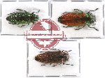 Scientific lot no. 35 Buprestidae (3 pcs - 1 pc A2)