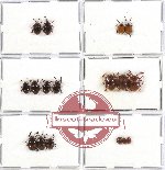 Scientific lot no. 18 Endomychidae (17 pcs)