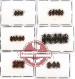 Scientific lot no. 144 Tenebrionidae (29 pcs)