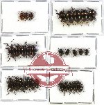Scientific lot no. 145 Tenebrionidae (29 pcs)