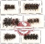 Scientific lot no. 143 Tenebrionidae (28 pcs)