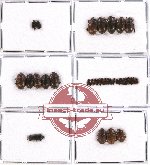 Scientific lot no. 18 Nitidulidae (35 pcs)