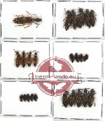 Scientific lot no. 60 Staphylinidae (24 pcs - 1 pc A2)
