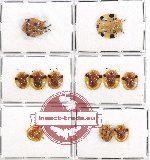 Scientific lot no. 159 Chrysomelidae (11 pcs)
