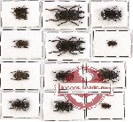 Scientific lot no. 10 Lucanidae (13 pcs)
