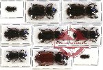 Scientific lot no. 43 Passalidae (9 pcs)