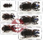 Scientific lot no. 44 Passalidae (6 pcs)