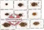 Scientific lot no. 140 Heteroptera (Pentatomidae) (9 pcs - 5 pcs A2)