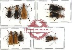 Scientific lot no. 26 Meloidae (9 pcs)