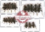 Scientific lot no. 23 Cleridae (Omadius spp.) (18 pcs)