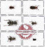 Scientific lot no. 24 Cleridae (6 pcs)