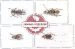 Scientific lot no. 22 Anthribidae (A1,A-,A2) (4 pcs)