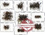 Scientific lot no. 187 Curculionidae (32 pcs A-, A2)