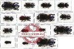 Scientific lot no. 41 Passalidae (15 pcs)