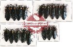 Scientific lot no. 34 Buprestidae (Belionota) (17 pcs A-, A2)