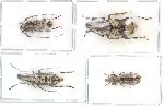 Scientific lot no. 23 Anthribidae (1pc A2) (4 pcs)