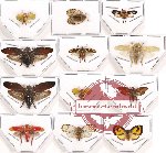 Scientific lot no. 15 Homoptera (12 pcs)