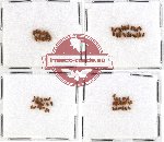 Scientific lot no. 19 Nitidulidae (71 pcs)