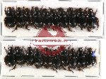 Hybosorinae Scientific lot no. 1B  (20 pcs)