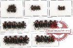 Scientific lot no. 237 Coprophaga (33 pcs)