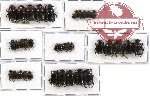 Scientific lot no. 238 Coprophaga (35 pcs)