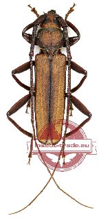 Xystrocera sp. 1 (A2)