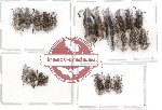 Scientific lot no. 24 Anthribidae (22 pcs)