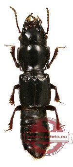 Staphylinidae sp. 9