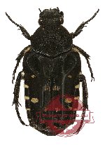 Pleuronota allardi var. no. 1