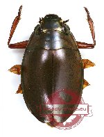 Gyrinidae sp. 6