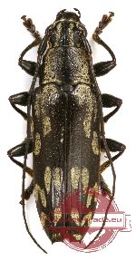 Tmesisternus sp. 7