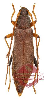 Noserius ovatipennis Pascoe, 1869