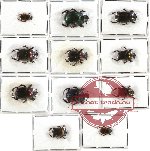 Scientific lot no. 227 Coprophaga (11 pcs - 1 pc A-, 1 pc A2)