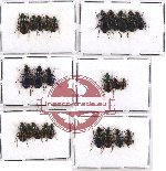 Scientific lot no. 142 Carabidae (25 pcs - 13 pcs A2)