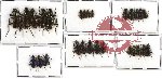 Scientific lot no. 140 Carabidae (27 pcs A-, A2)