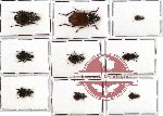 Scientific lot no. 137 Carabidae (9 pcs - 2 pcs A2)