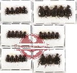 Hybosorinae sc. lot no. 27 (28 pcs)