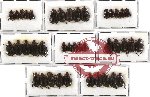 Hybosorinae sc. lot no. 29 (40 pcs A-, A)