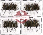 Scientific lot no. 4 Cicindelidae (20 pcs - 10 pcs A-, A2)