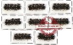 Scientific lot no. 54 Melolonthinae (Apogonia spp.) (40 pcs)