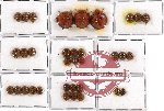 Scientific lot no. 19 Coccinelidae (33 pcs)