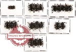 Scientific lot no. 14 Endomychidae (22 pcs A-, A2)