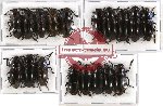 Scientific lot no. 25 Erotylidae (18 pcs - 3 pcs A2)