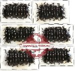 Scientific lot no. 24 Erotylidae (30 pcs)