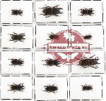 Scientific lot no. 10A Lucanidae (12 pcs - 1 pc A2)