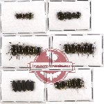 Scientific lot no. 127 Tenebrionidae (30 pcs)