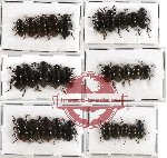 Scientific lot no. 138 Tenebrionidae (30 pcs A-, A2)