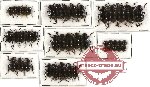 Scientific lot no. 135 Tenebrionidae (43 pcs)