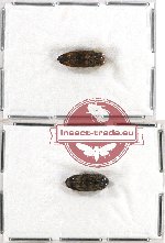 Scientific lot no. 43 Eucnemidae (2 pcs)