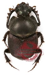 Onthophagus sp. 6